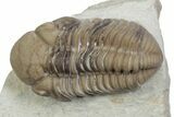 Kainops Trilobite - Black Cat Mountain, Oklahoma #362982-1